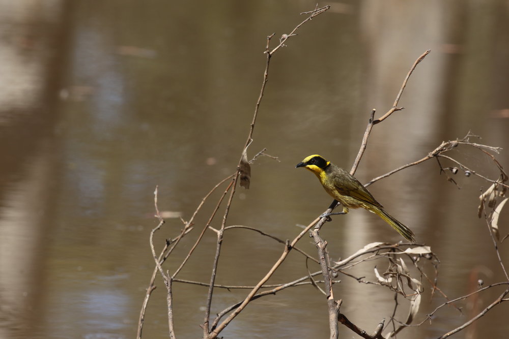  Species that feed on nectar, such as the yellow-tufted honeyeater, may capitalise on winter-flowering eucalypts in northern and central Victoria during the cooler months of the year. 