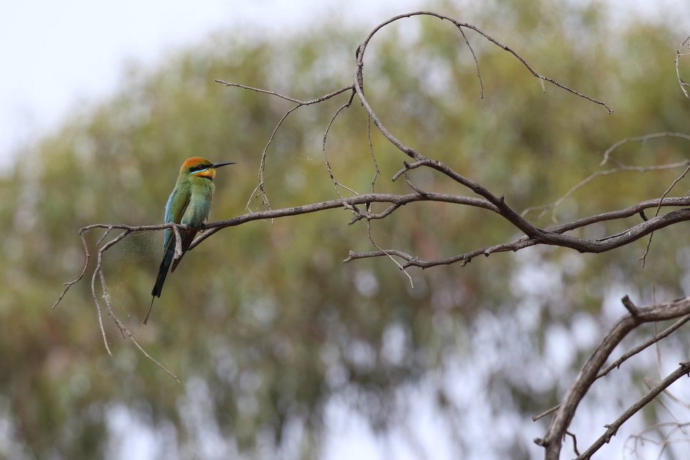  Rainbow bee-eaters are one of our more typical migrants. They spend the summer months in southern Australia, before departing to the north as the days begin to shorten at the onset of winter. 