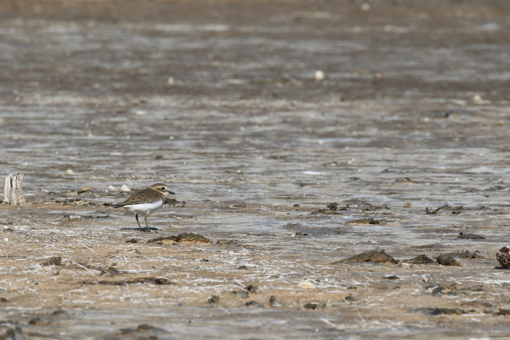  Keep a look out on Victoria’s shores this winter. Amongst the resident red-capped plovers, you might be able to spot a slightly larger double-banded plover as it spends the winter here after breeding in New Zealand during the summer. 