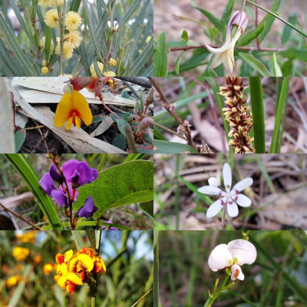  Just some of the beautiful floral species to be found in the restored reserve. Image: Robert Pergl 
