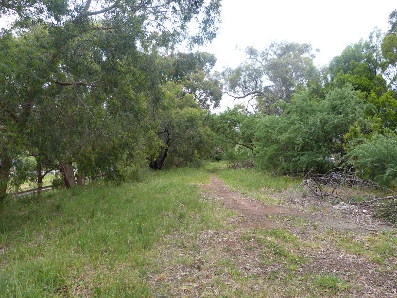 A section of the reserve prior to wood weed removal. Image: Robert Pergl 