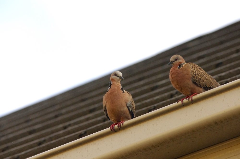  Spotted doves. The fact that they are an introduced species does nothing to diminish the pleasure spent watching them. 