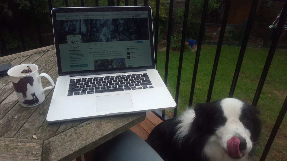 Cathy looks out for birds while doing some work in her backyard. Image: Cathy Cavallo.