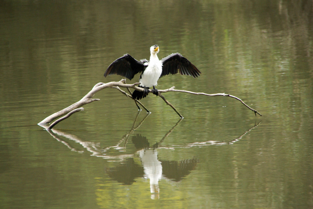  A Little Pied Cormorant dries its wings above the Main Lake. Image:   Jacinta Humphrey 