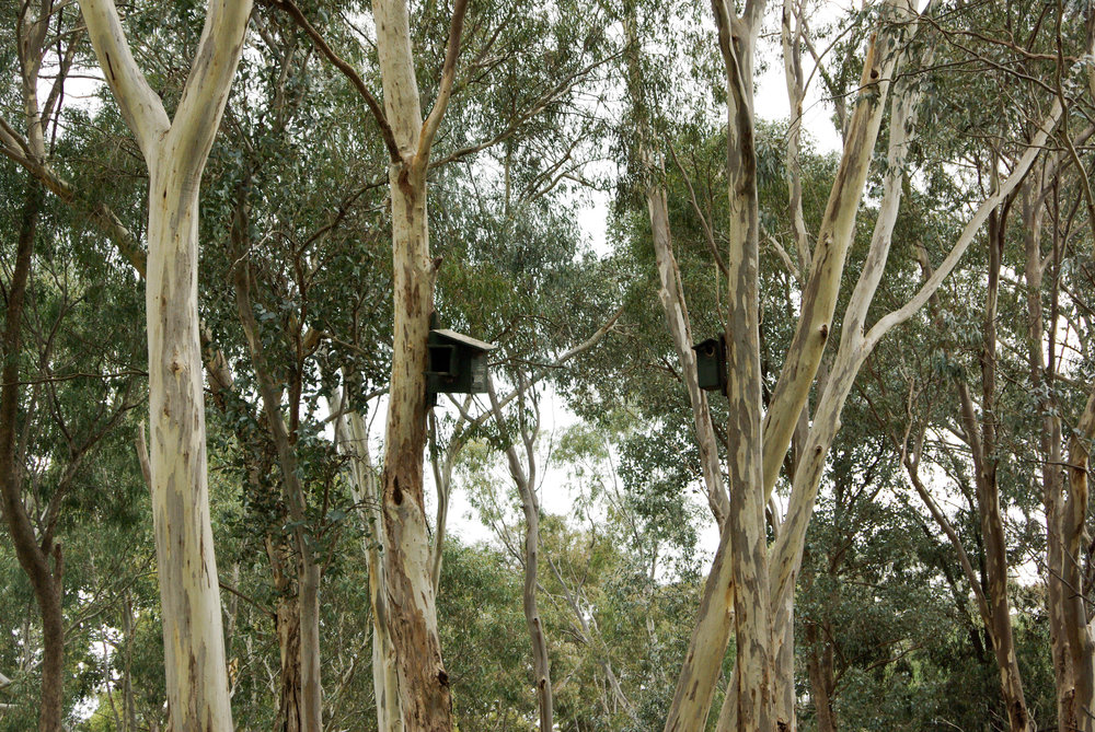  Nesting boxes provide additional habitat for hollow-dependent species including parrots, possums and gliders.  Image:   Jacinta Humphrey 