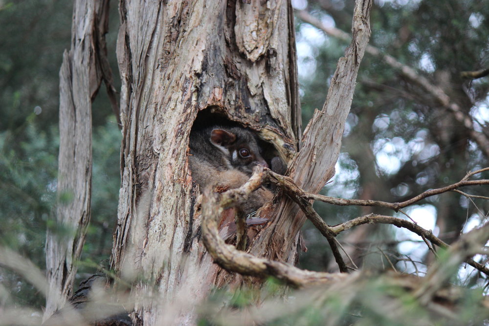  A ringtail possum curls up in a tree hollow. Image:   Andrew Stocker (La Trobe Wildlife Sanctuary) 