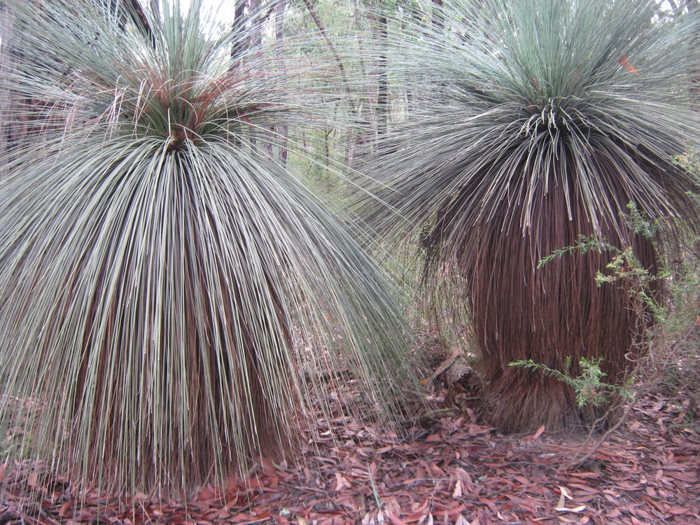  Grass trees are a common sight on the journey to the seat.  Image: Owen Cook 