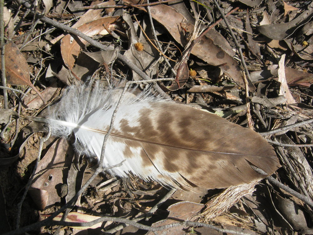  The feather found on Wendy's travels.  Image: Wendy Cook 