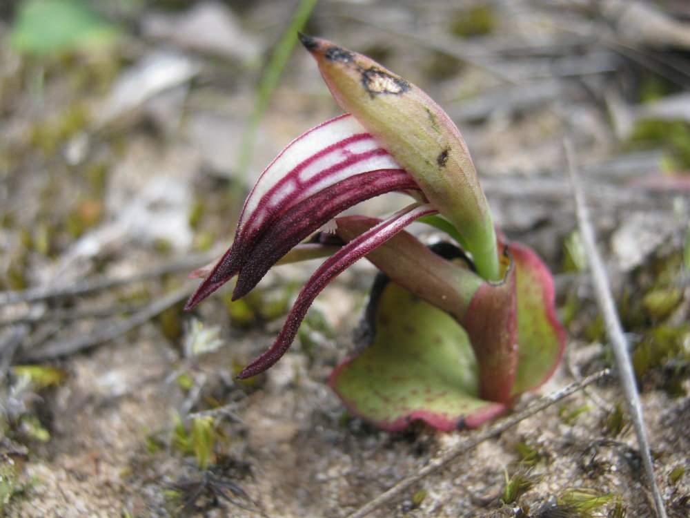  A Red Beaks Orchid ( Pyrorchis nigricans ).  Image: Wendy Cook 
