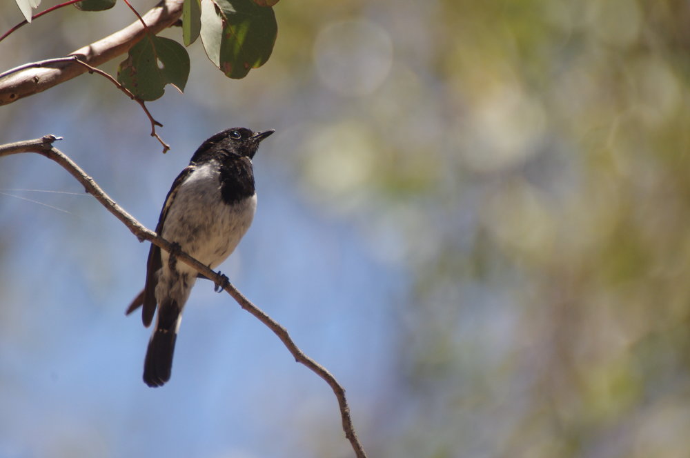  Species that forage on the ground among fallen timber, such as the Hooded Robin, are declining in Victoria. The loss of large, old trees, which contribute disproportionally to the amount of fallen timber, is likely a contributing factor in their decline.  Image: Rowan Mott 