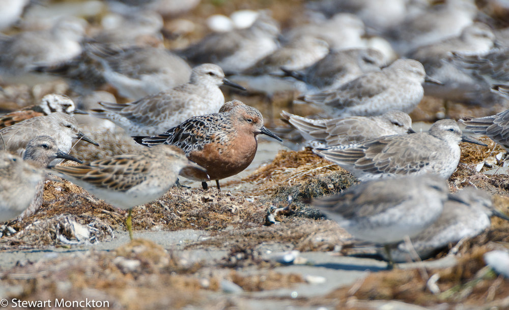  Red Knot (central), Sharptailed Sandpiper (out of focus ginger cap, green legs in the foreground), and Ruddy Turnstone. Image: Stewart Monckton 