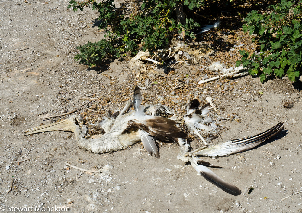  The remains of a dead pelican on Mud Islands. Image: Stewart Monckton 