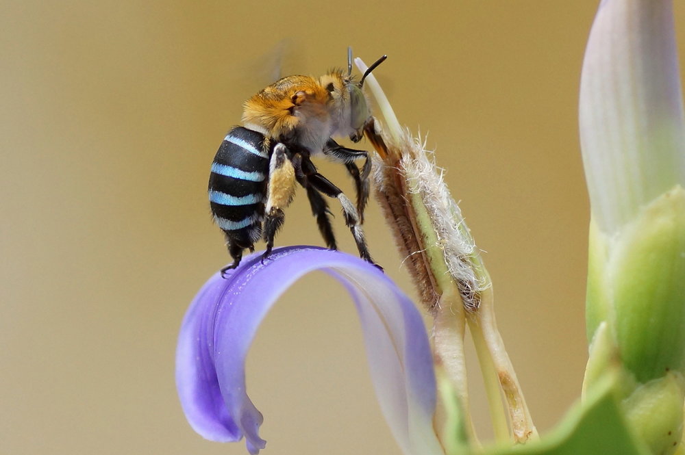  The vividly coloured Blue-banded Bee is one spectacular native insect you might be able to spot around Melbourne if you're lucky!  Image: Vengolis [CC BY-SA 3.0 (https://creativecommons.org/licenses/by-sa/3.0)], from Wikimedia Commons 