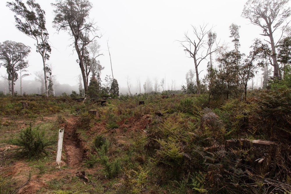  Logging is one of the major threats to Strathbogie State Forest and the fauna that inhabit it. Image: Michael Flett 