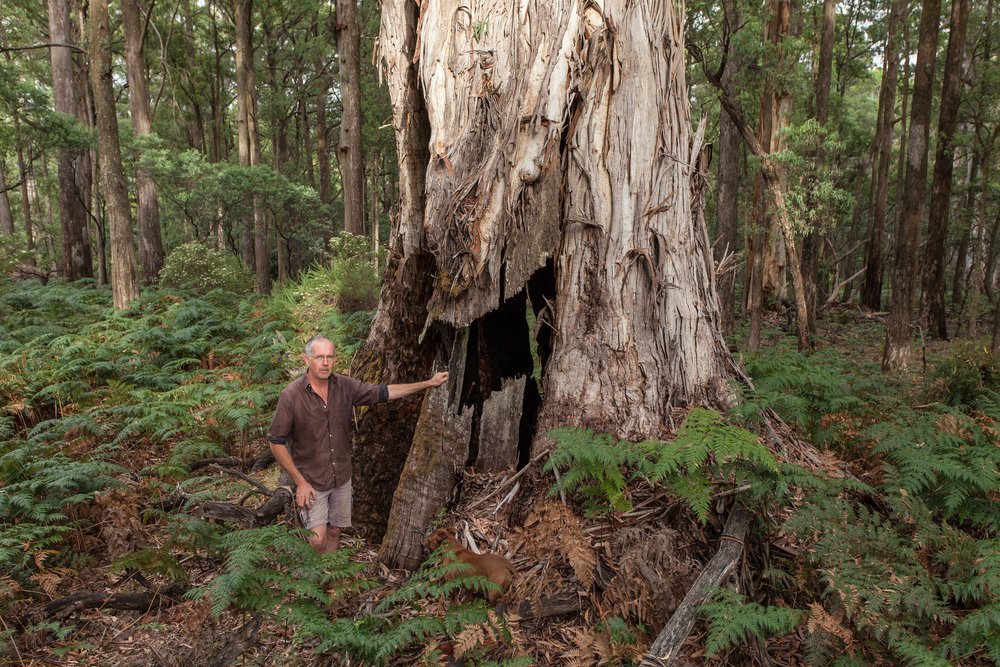  Simeon Ayres believes that encouraging others to develop a deep connection with the Strathbogie State Forest is vital in ensuring its protection. Image: Michael Flett 
