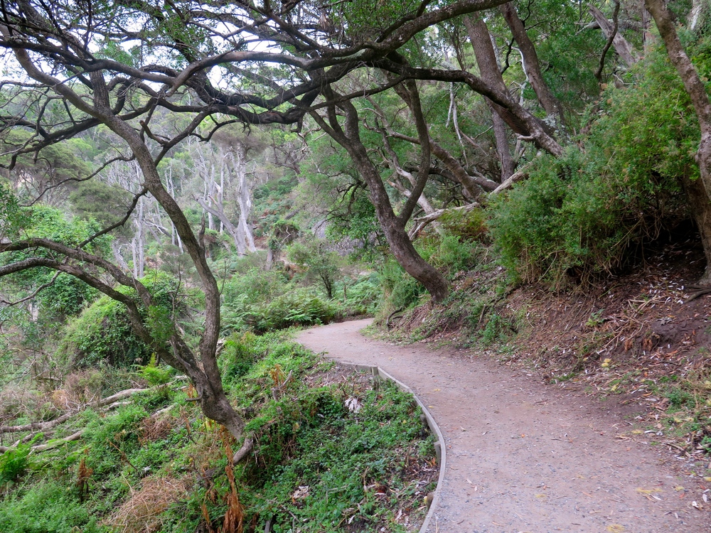  A beautiful section of the walking track. Photo: Cathy Cavallo 
