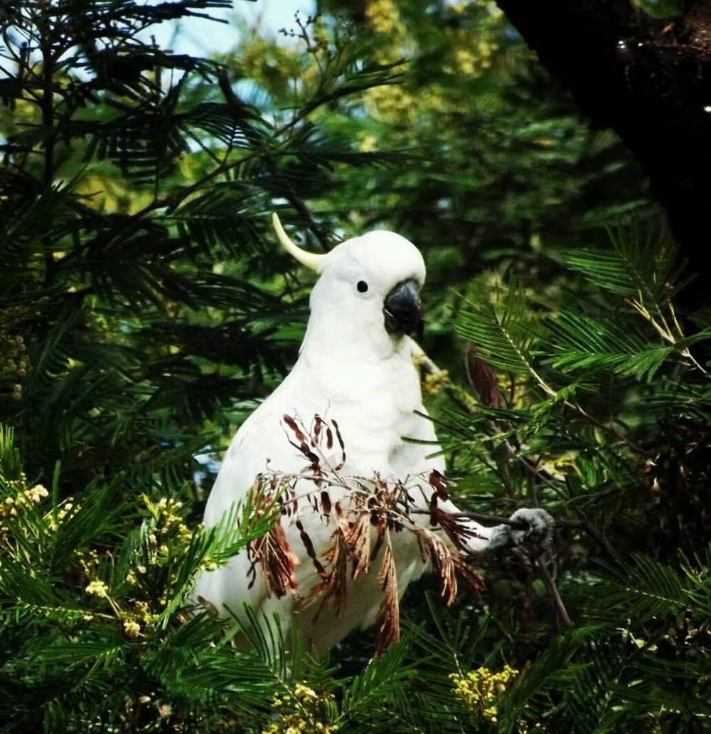  One of Australia's most iconic bird species: the sulphur-crested cockatoo. Image: Tanya Rajapakse 