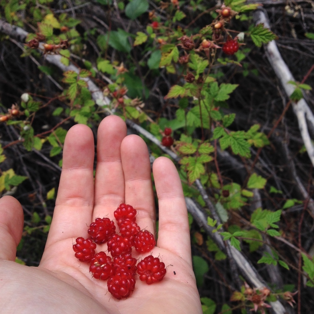  Native raspberries. Image: Fam Charko. 