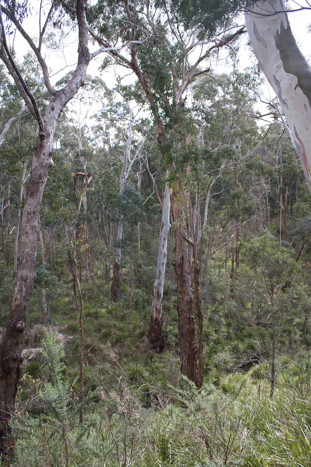  A range of eucalypts on the same slope. Image: Michael Smith 
