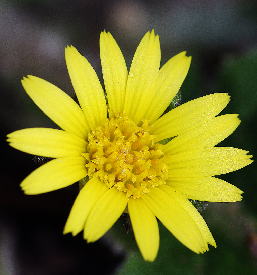  The yellow flower head of Austral bear's-ear. Bees are attracted to yellow and blue petals.  Image: Michael Smith 