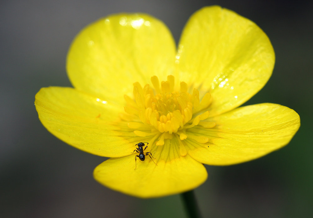  An ant feeding on native buttercup.  Image: Michael Smith 