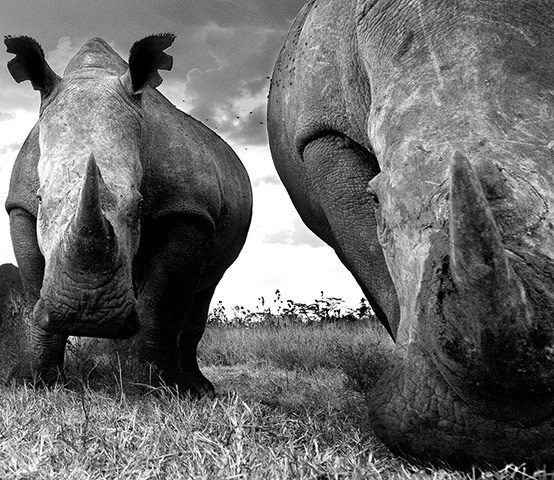 Rsultats de recherche dimages pour rhinoceros charge