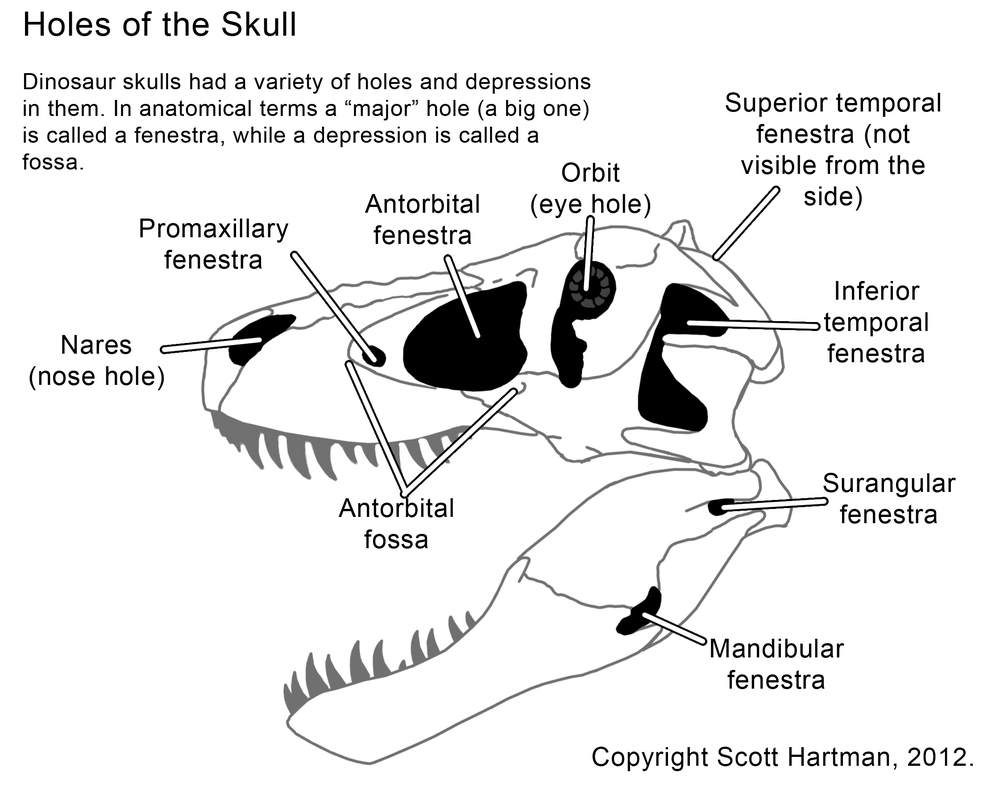 About AnatomyScott Hartman's Skeletal Drawing.com