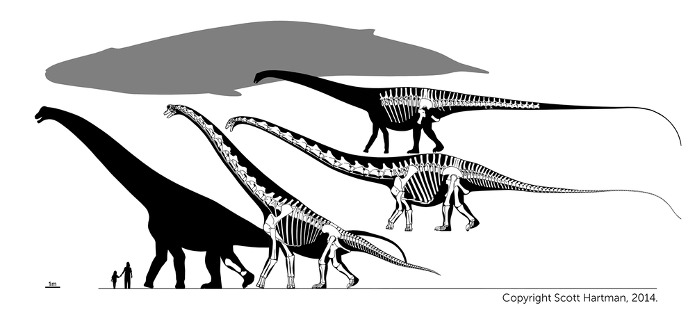 Smackdown: Supersaurus vs. Giraffatitan and ...