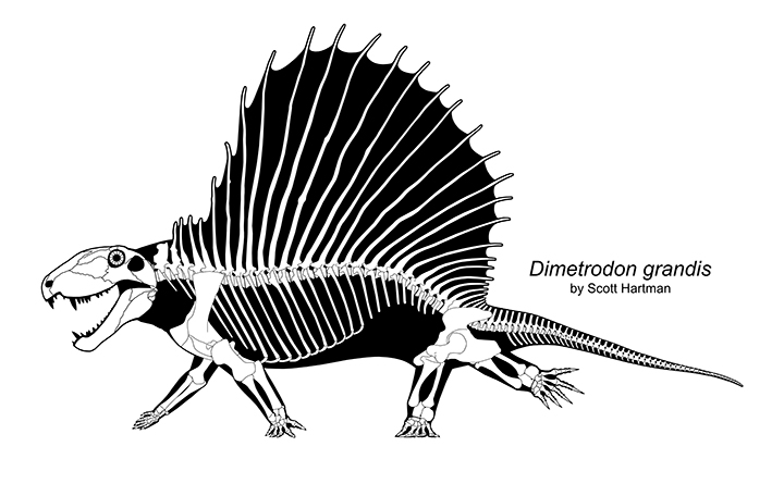 Dimetrodon skeletal