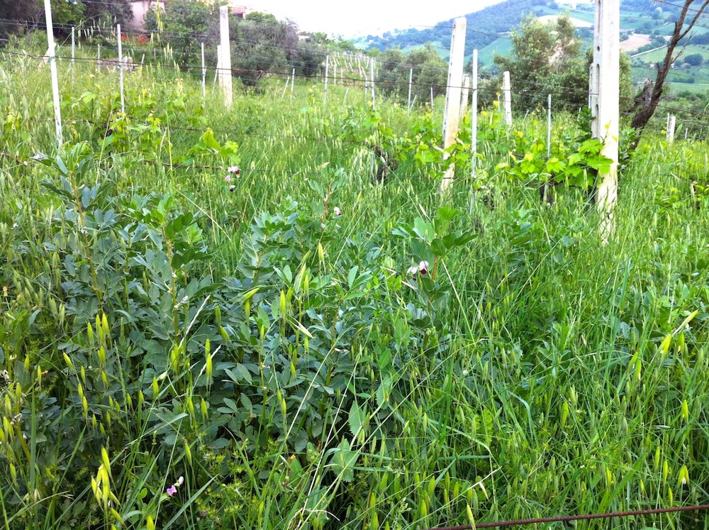 Speciale eigen gekweekte vegetatie tussen de wijnstokken om de bodem los te houden en te voorzien van voedingsstoffen