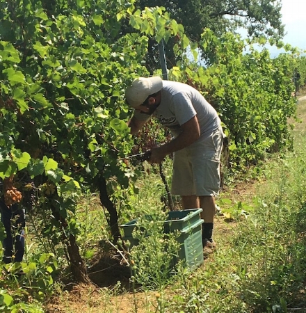 Diego Calcabrina aan het werk in de wijngaard