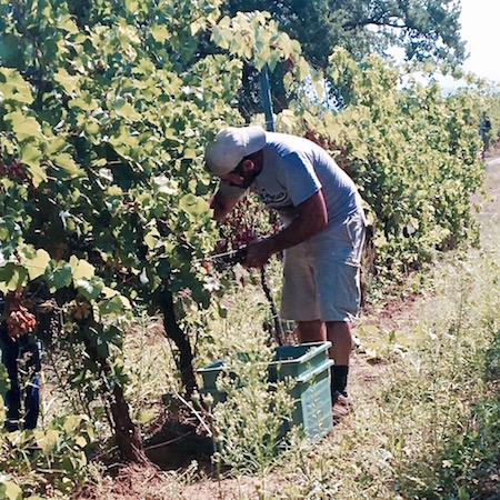Diego Calcabrina aan het werk in de wijngaard