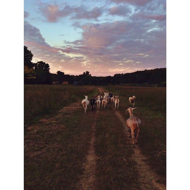 The sun sets right when the goat's are done with the evening milking. Back to their paddock they go.