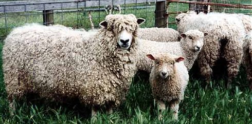 English Leicester — Australian Rare Breed Sheep Project