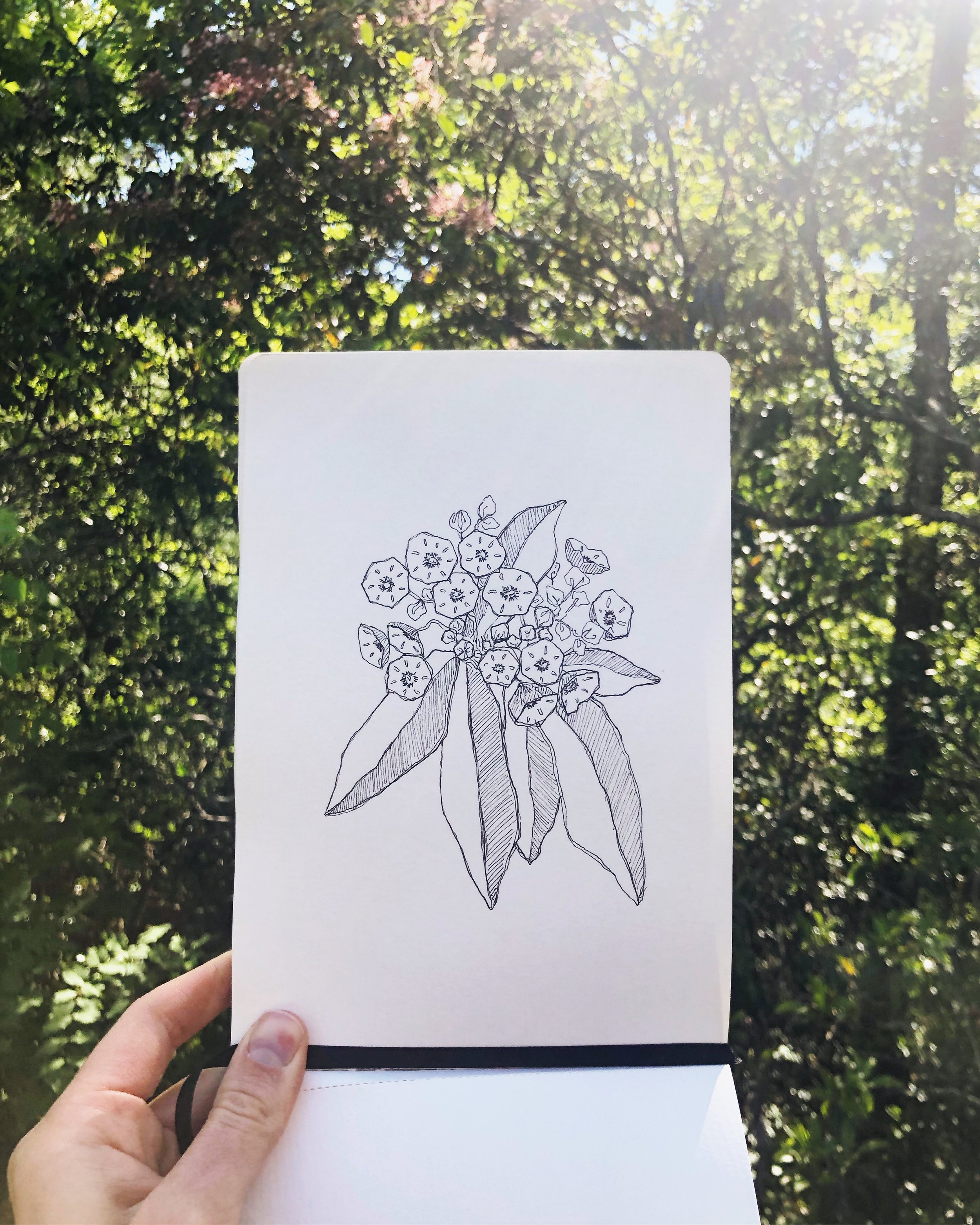  Amidst a string of nights out of town and days away from home, I brought out the sketchbook and doodled this Mountain Laurel… 