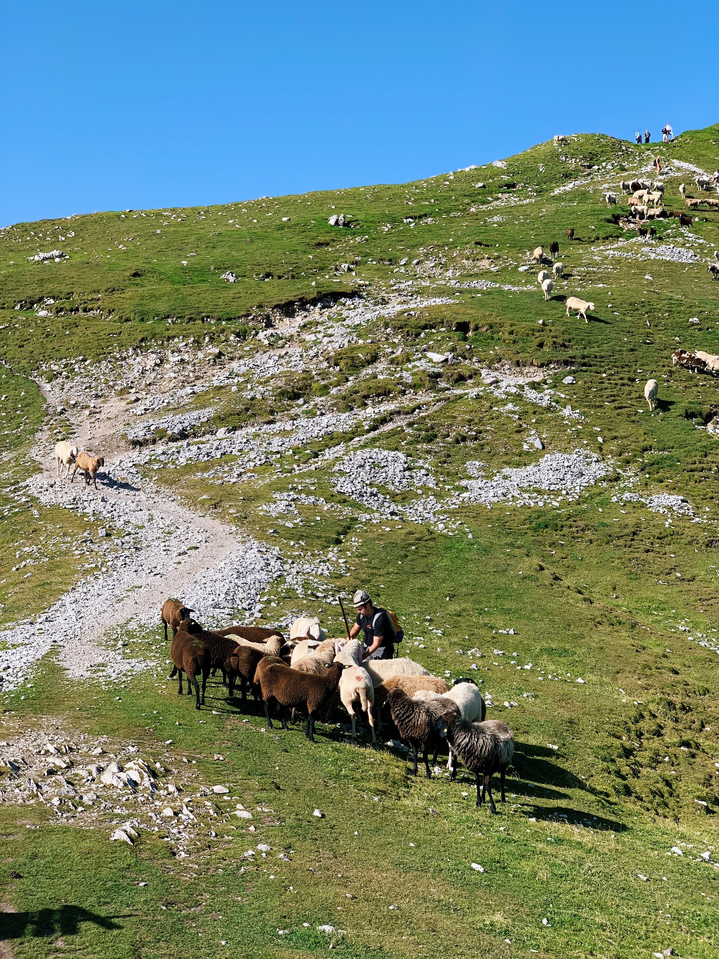  My favorite part of the hike was rounding the corner and seeing this shepherd round up his flock. 