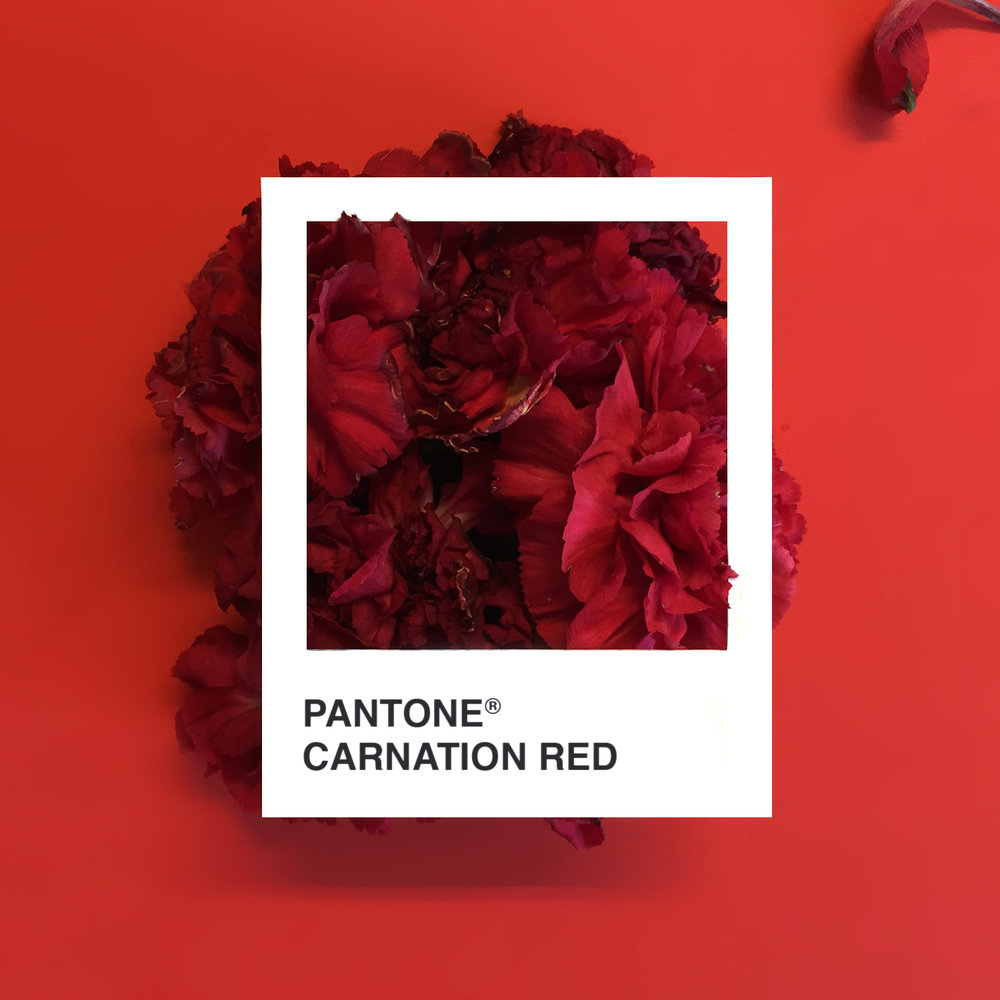 CarnationRed