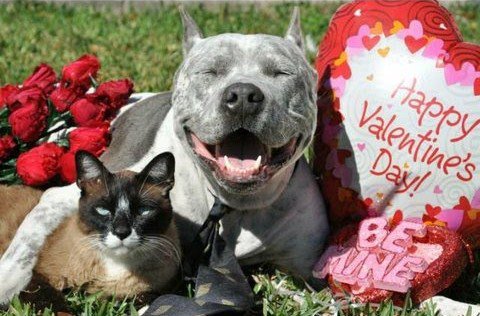 Image result for animal valentines