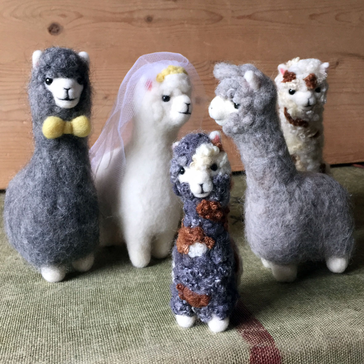 Alfie the alpaca — Fudge and Mabel