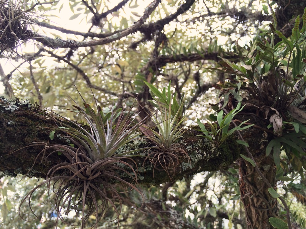 Epiphytes: Air Plants, Orchids, Ferns, etc. (Brazil, Part I) — Acorn ...