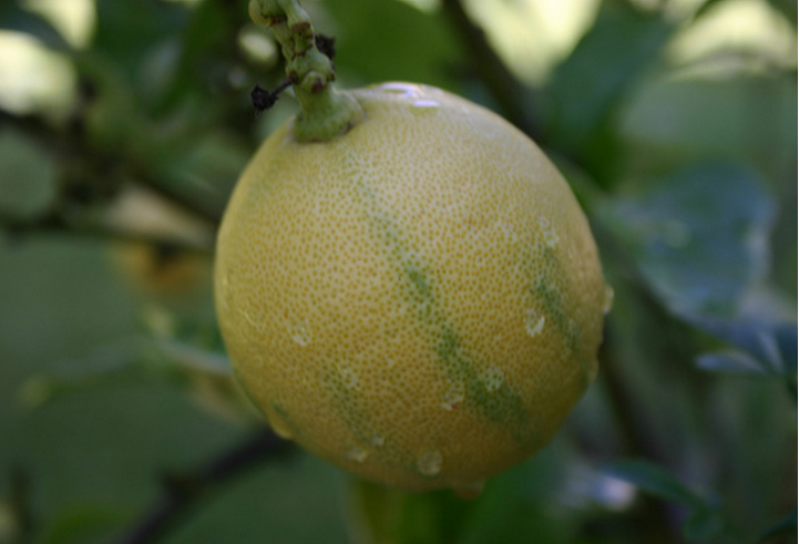 Eine Zitrone von meinem Hinterhof-Zitronenbaum ©EnzieShahmiri