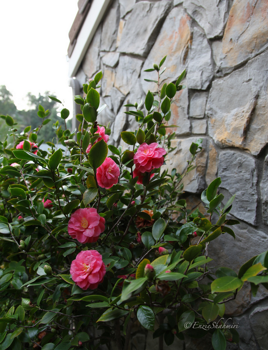 Camellia in my front yard brighten up a dreary grey looking day.