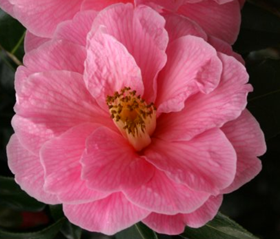 Camellia Williamsii