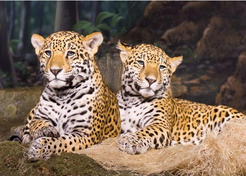 Jaguar Cubs by AFeatheredImage