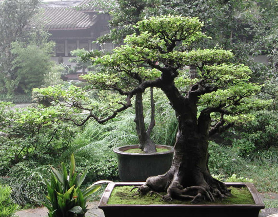 Bonsai Tree by Kittahroses