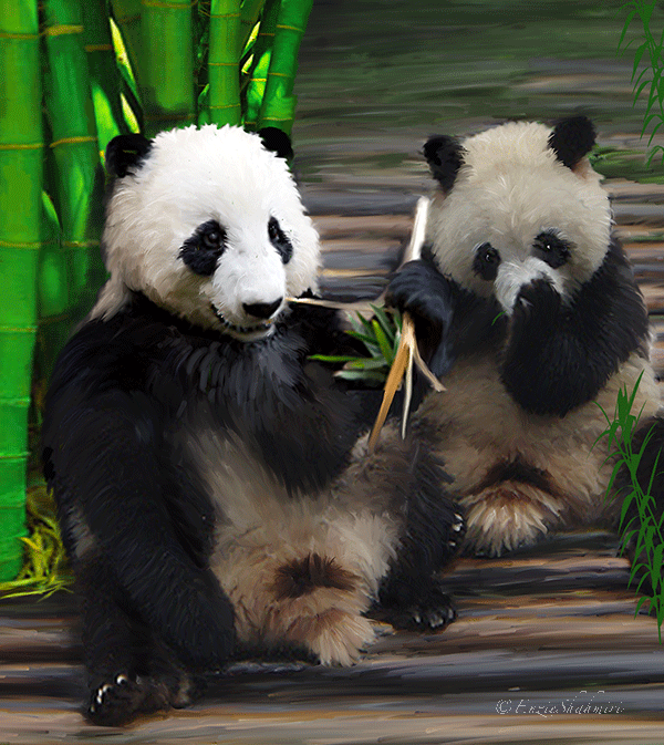 "Pandas" by Enzie Shahmiri 