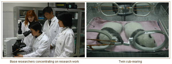 panda-researchers