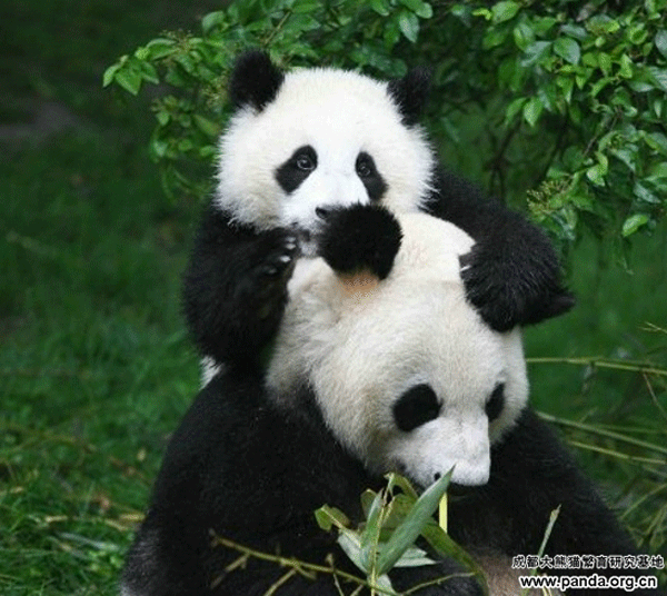 baby-and-mother-panda