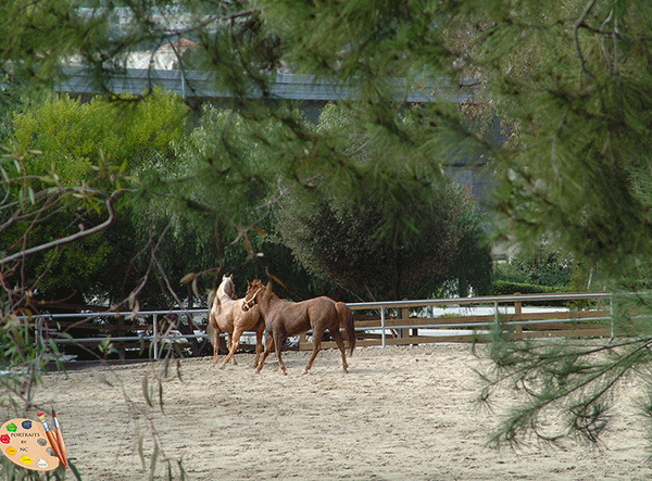 horses-at-ranch.gif