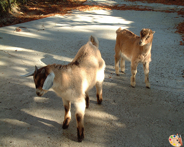 local-goats